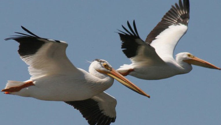 4d69112e-pelican_DNR_1555358598075_7112114_ver1.0_640_360.jpg?ve=1&tl=1