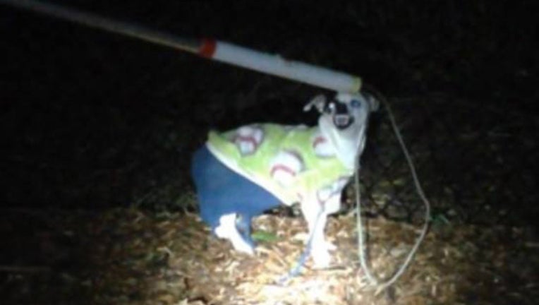 4ede1143-angry dog2_1480709546448-401385.jpg