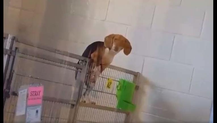 51bd4fad-beagle scales cage_1512140724183.JPG