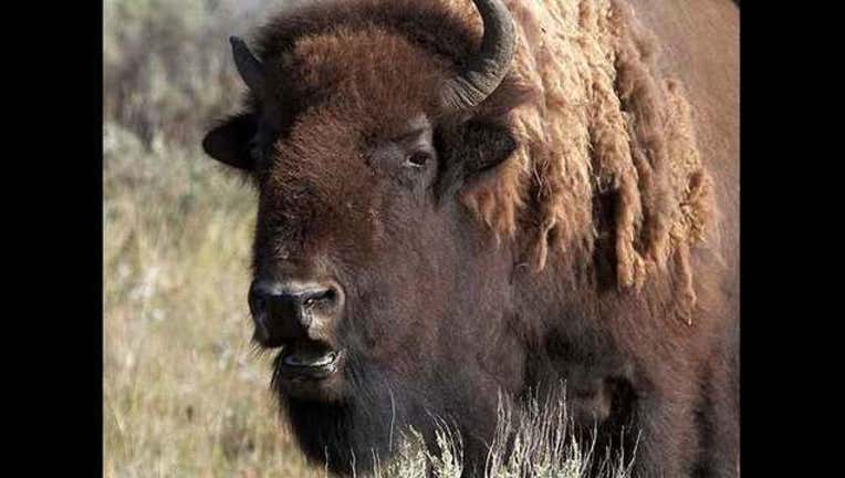 bison_1462835635243.jpg