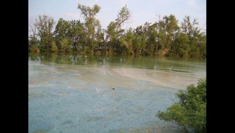 blue green algae_1464312868720.JPG