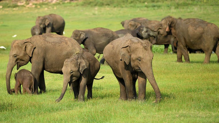 GETTY-Elephants_1554736504494-407068.jpg
