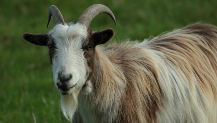 goat-horns_1482240336558-404023.jpg