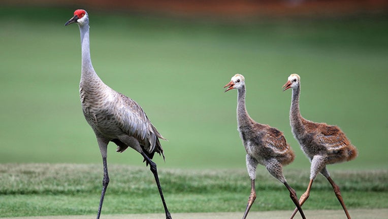 616b7685-sandhill crane_1556538000764.jpg-401385.jpg