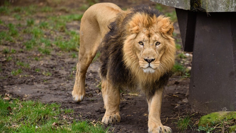 lion zoo getty_1546213151124.jpg-401720.jpg