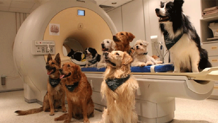66c14856-Dogs_1472675690341-407693.gif