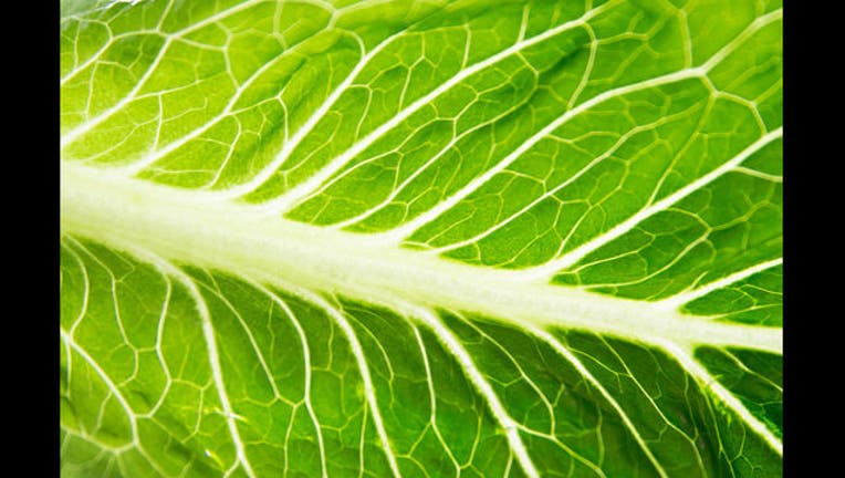 Romaine lettuce Getty-405538