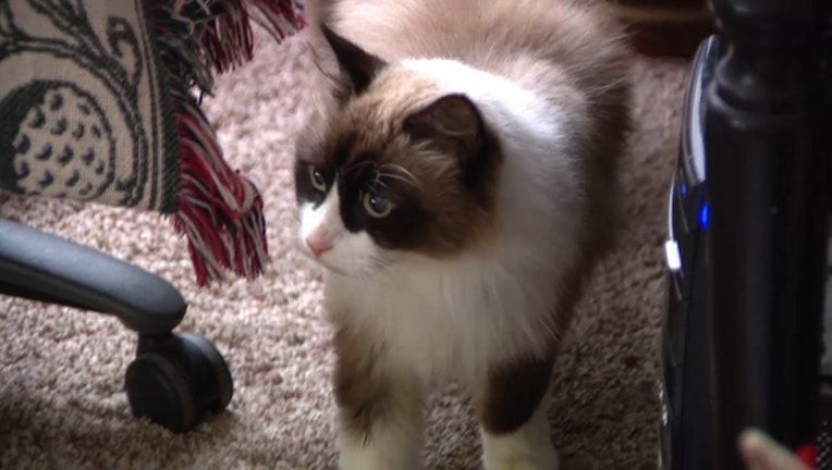 72c28f59-missing-cat_1545953695208-402429.jpg