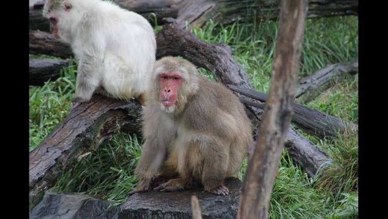 7af8e679-Minnesota Zoo snow monkey_1508180629017.jpg