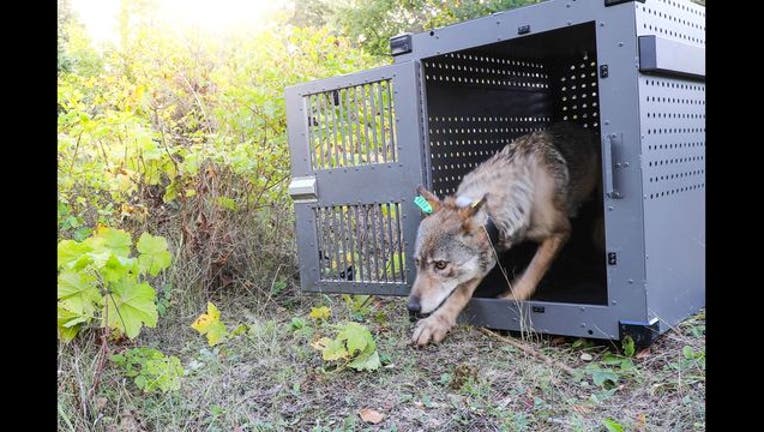 Wolves_released_on_Isle_Royale_National__0_20180927192855