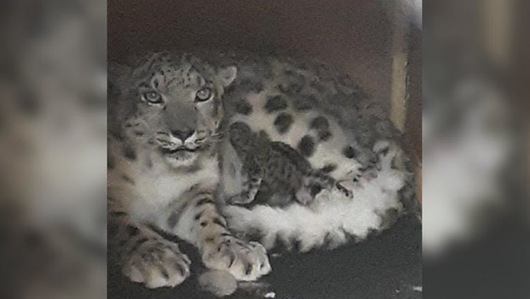 Como Zoo snow leopard_1556814988400.jpg.jpg