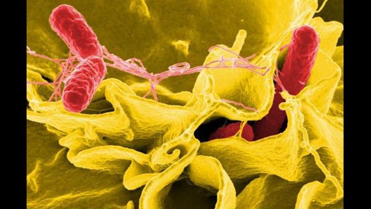 8fba9ae9-salmonella_CDC_1527895716951.JPG