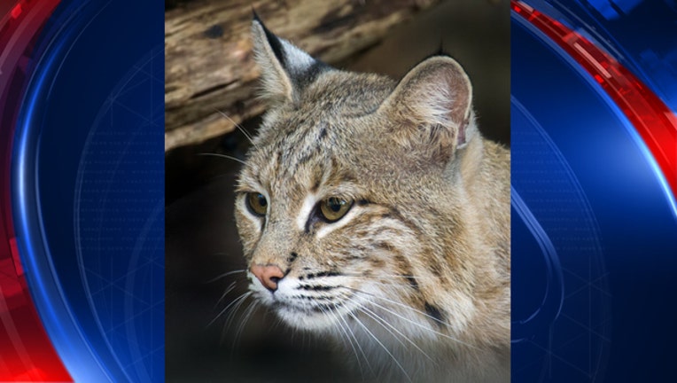 91e7a866-MISSING BOBCAT_1485802028294-401720.jpg