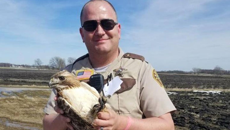 91e7a866-hawk rescued_McLeod County_1555468364618.jpg.jpg