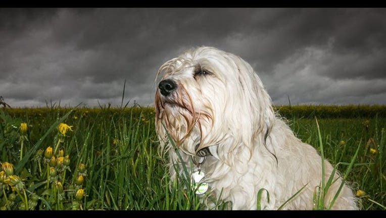 921f5e6f-cute pup_1501440993982-408200.jpg