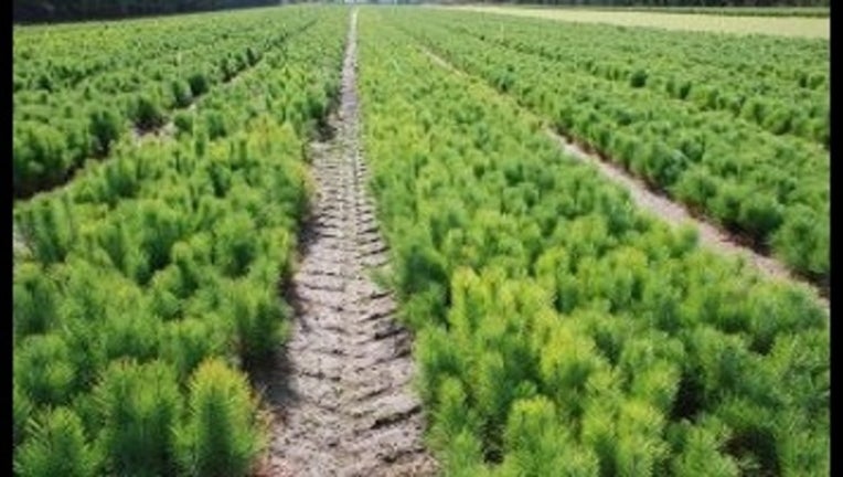 96874fd6-MNDNRSeedlings_1471465215175.jpg