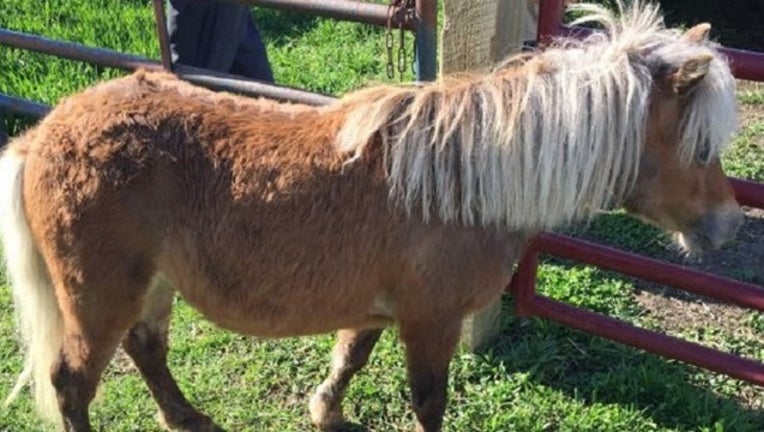 a47c7d07-found-horse_1558026173372.jpg