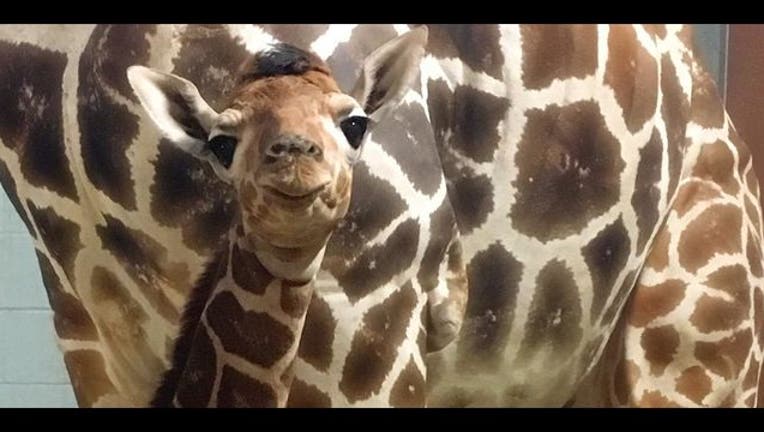 princegiraffe_1479414346287.jpg