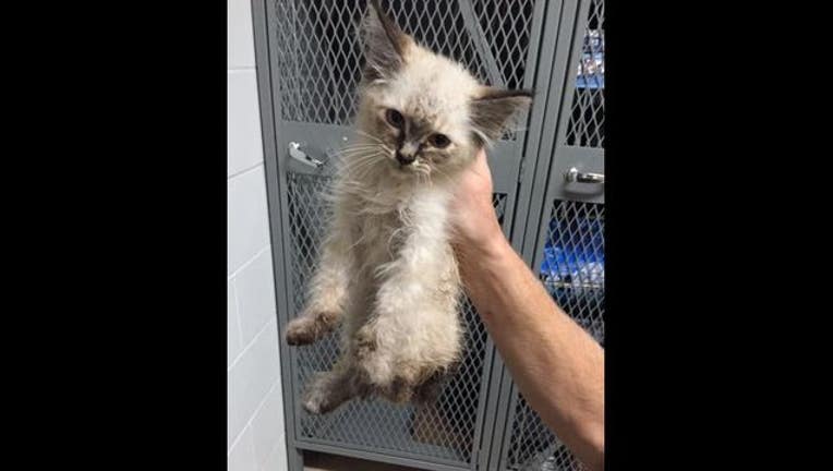 a4dea4e3-kitty_1442536413837.JPG