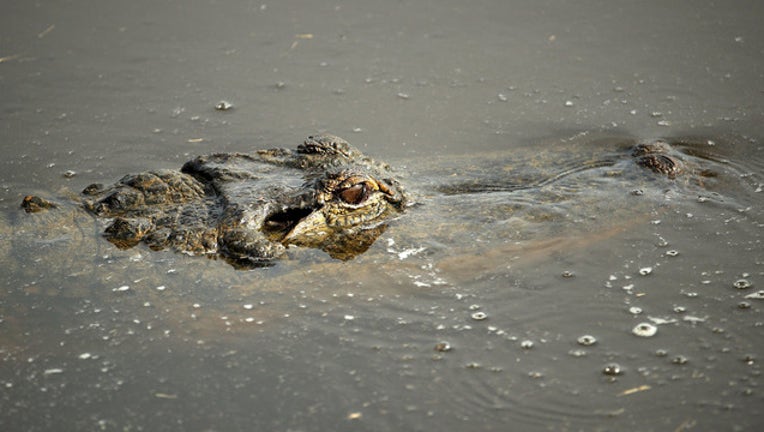 a70fee2b-GATOR ATTACK GETTY_1534781011941.jpg-403440.jpg