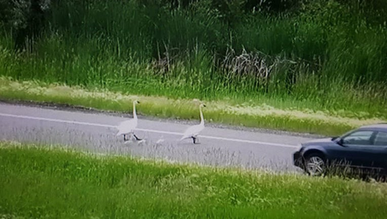 acc025aa-swan -mndot_1561146314526.jpg.jpg