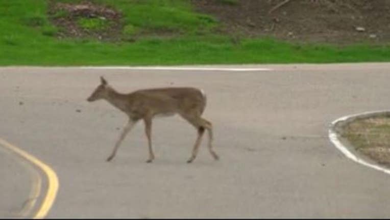 deer in road_1507299948183.JPG