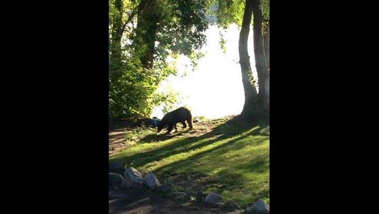 ad461df5-Bayport bear_1496929770346.jpg