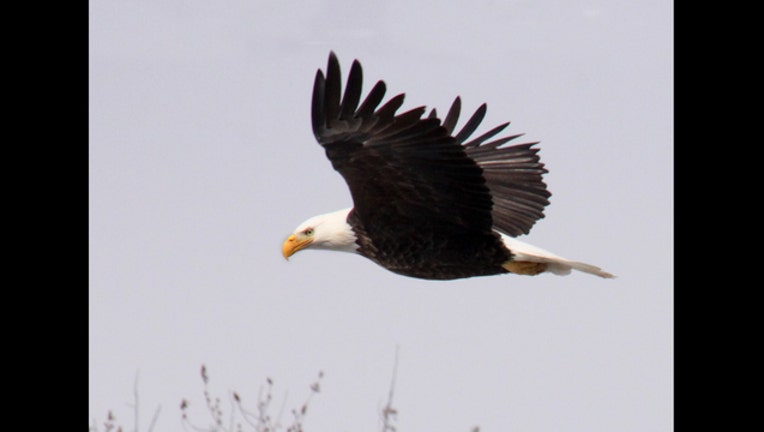 afc0fdb8-Bald eagle full flight looking down. IMG_7387_1488823047971.jpg