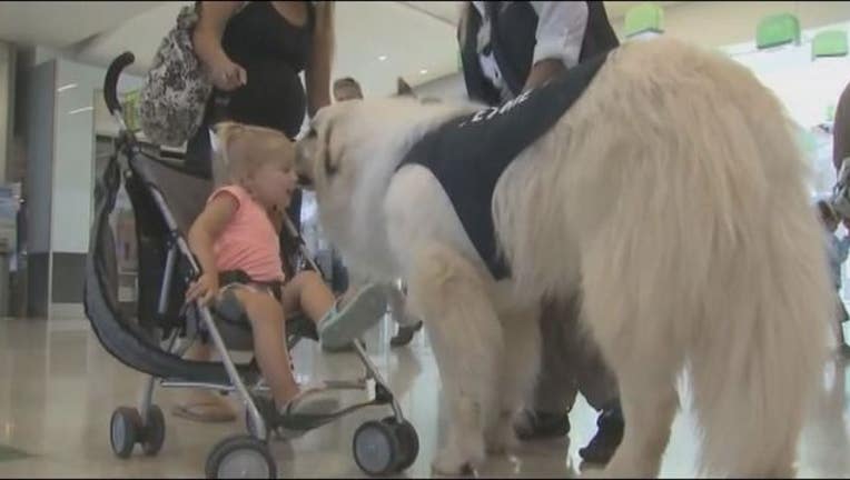 therapy dogs_1458858124077.JPG