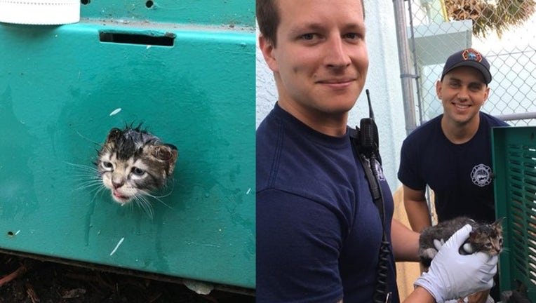 kitten rescue_1534104827223.png-402429.jpg