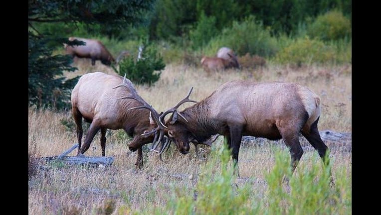 Elk_1445365213258-408795.jpg