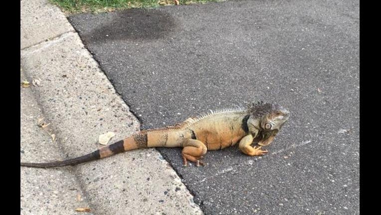 b584d018-lizard_1505348486493.JPG