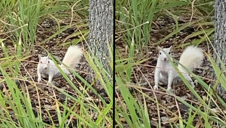 d4b7356c-white squirrel sarasota_1553984744006.jpg-401385.jpg