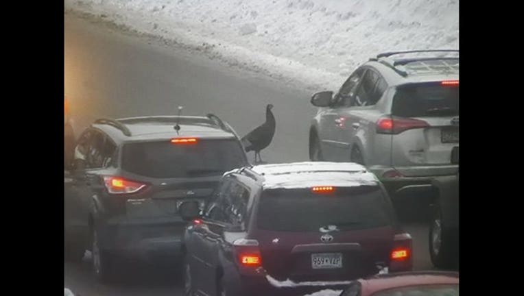 d739c525-turkey in traffic mndot_1550162204893.jpg.jpg