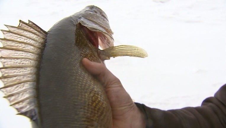 WalleyeGeneric.jpg