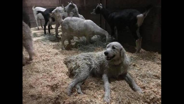 Odin 1_1508177044679-405538.jpg