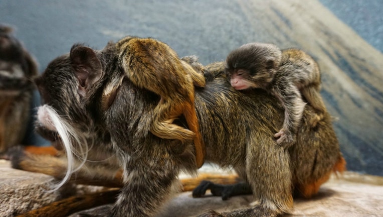 df1f1890-tamarins_1525127093133.jpg