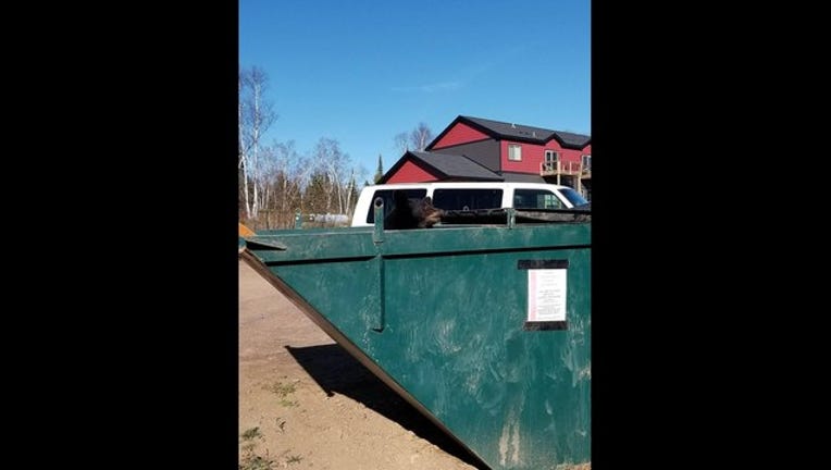 e000b501-bear in dumpster picture_1508985743198.jpg