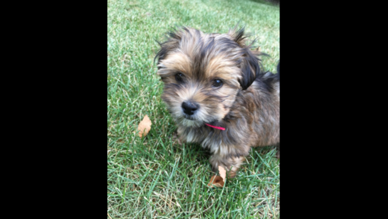 shorkie_1500488928251.PNG