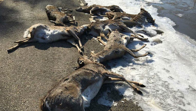 fac05fa5-DNR wabasha county deer carcasses_1553202349784.jpg.jpg