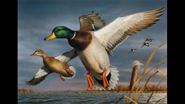 Minnesota artist wins annual duck stamp contest