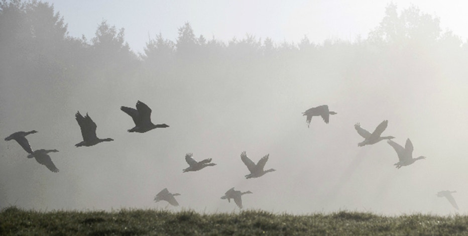 Man Shot Killed 6 Geese For Pooping In His Yard In Medina Minn