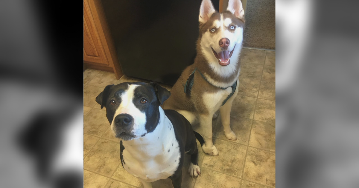 1 dog dead, another missing after car stolen in Minneapolis with pets ...
