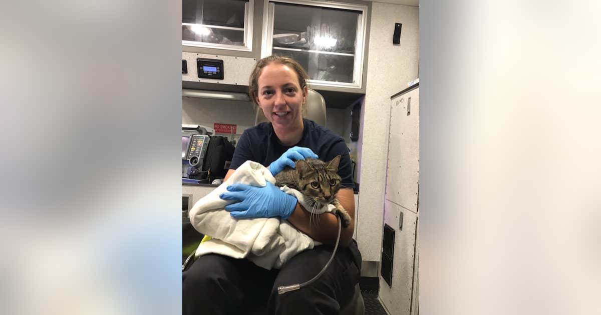 Firefighters rescue, resuscitate cat after early morning house fire in ...