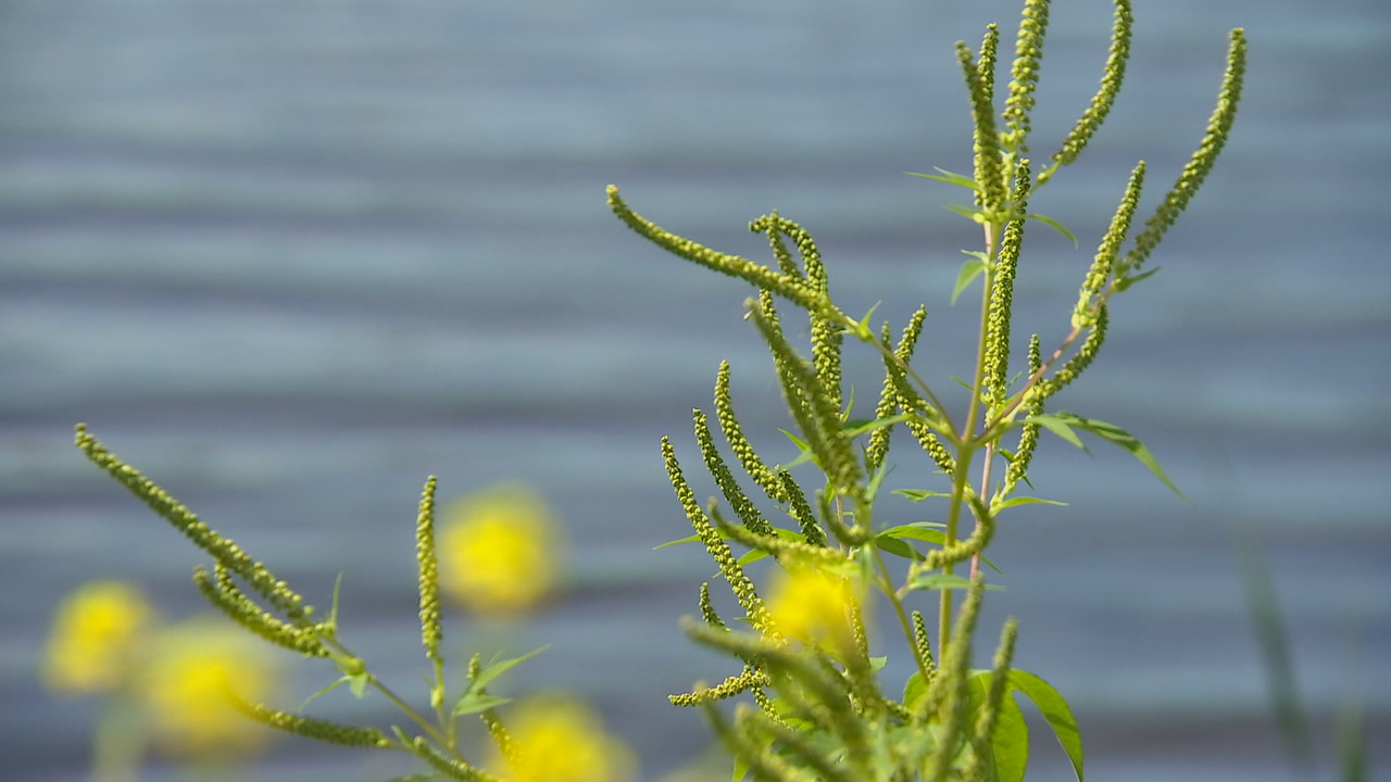 Heads up allergy sufferers: Ragweed season is fast approaching in Minnesota