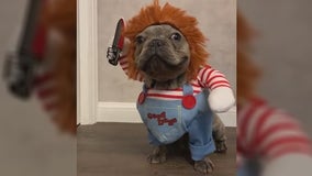 Video of dog dressed as 'Chucky' for Halloween goes viral