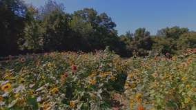 Thousands flock to Minnesota couple's sunflower farm for whimsy, bliss