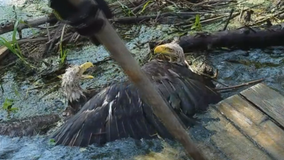 Bald eagle badly hurt in battle in Marine on the St. Croix, Minn. rehabilitated and released to wild