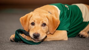 Paw-some: Minnesota Wild adopt rescue dog for upcoming season