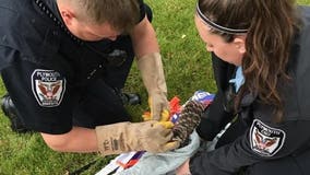 Plymouth police rescue owl tangled in net